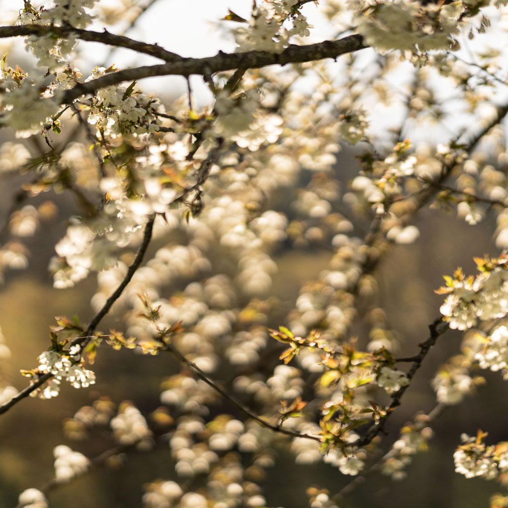 Urlaub in Lüsen im Frühling - Südtirol