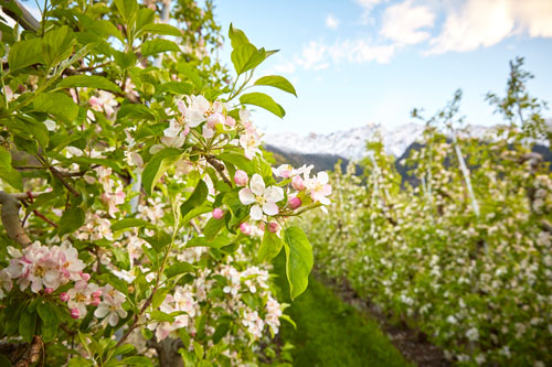sommerurlaub eisacktal