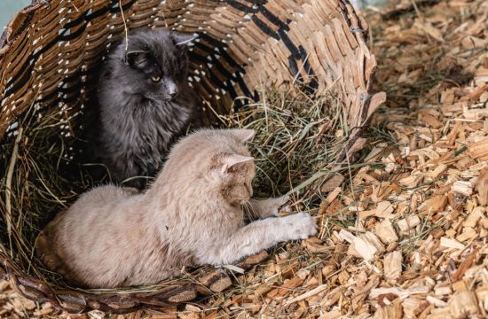 pardellerhof-unsere-tiere (10)