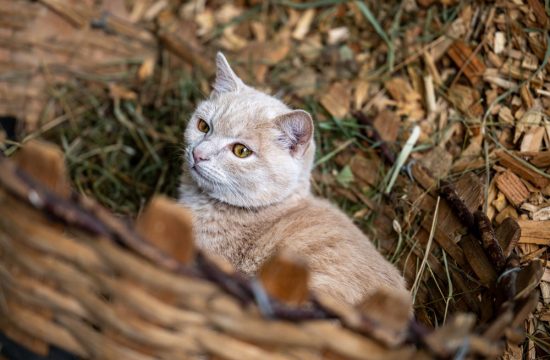 pardellerhof-unsere-tiere (11)