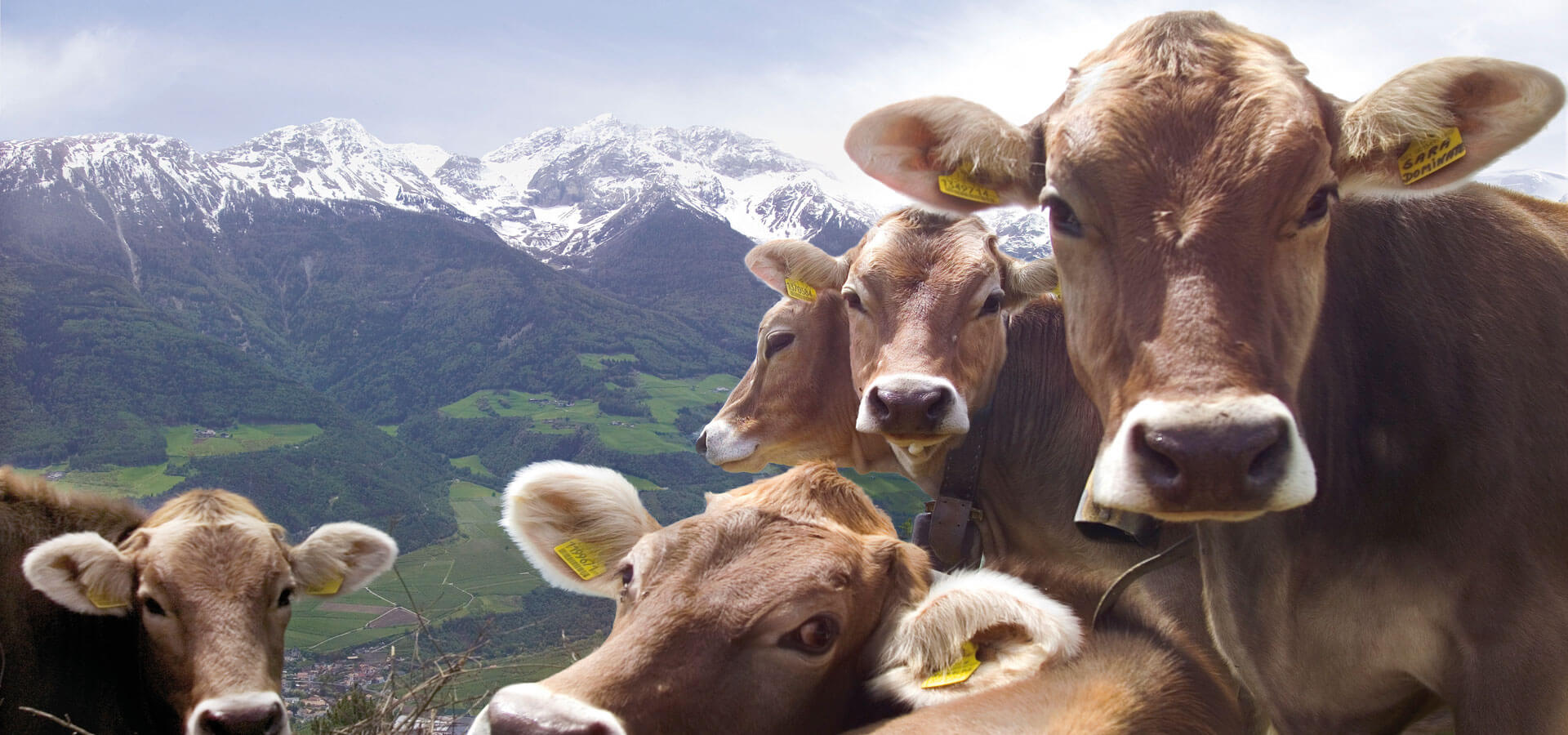 Urlaub auf dem Bauernhof - Lüsen / Südtirol