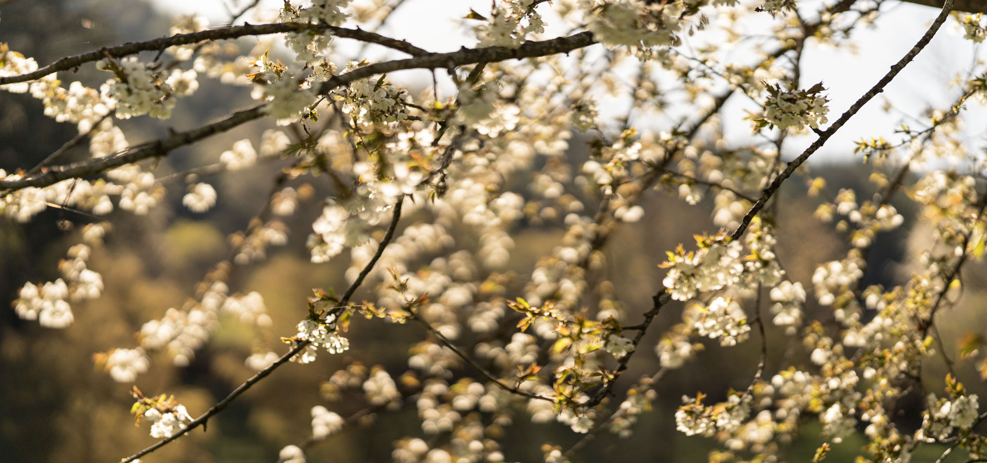 Frühling in Lüsen / Südtirol